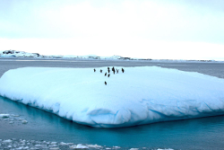 Adelie penguins on iceberg
