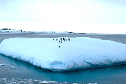 Manchots Adélie sur un iceberg