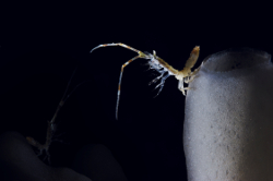 Isopode sur éponge de verre
