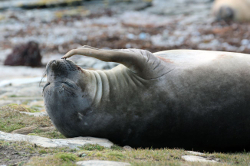 Elephant seal