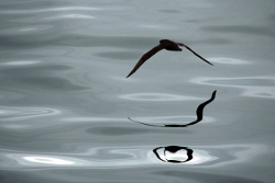 White-chinned petrel