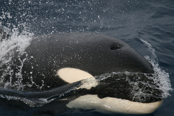 Killer whale