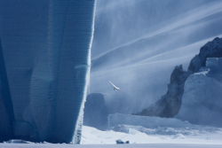 Pétrel des neiges, mer de Ross