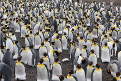 королевские пингвины