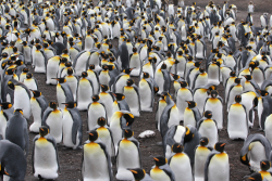 King penguins