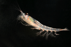 Krill antarctique