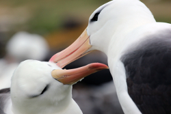 Albatros à sourcils noirs